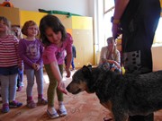 Bezpečný pes - kynologie